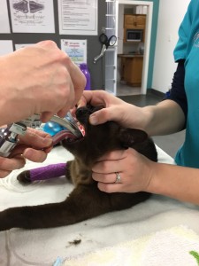passing an endotracheal tube into the airway to deliver oxygen and anaesthetic gas. 