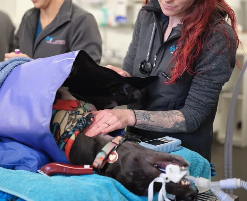 The Dog with surgery
