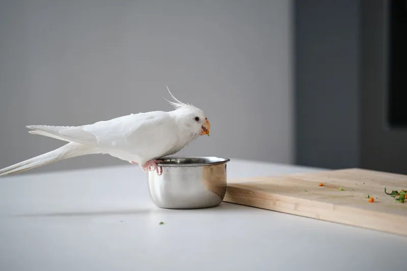Albino cockatiel eating vegetables whiteface