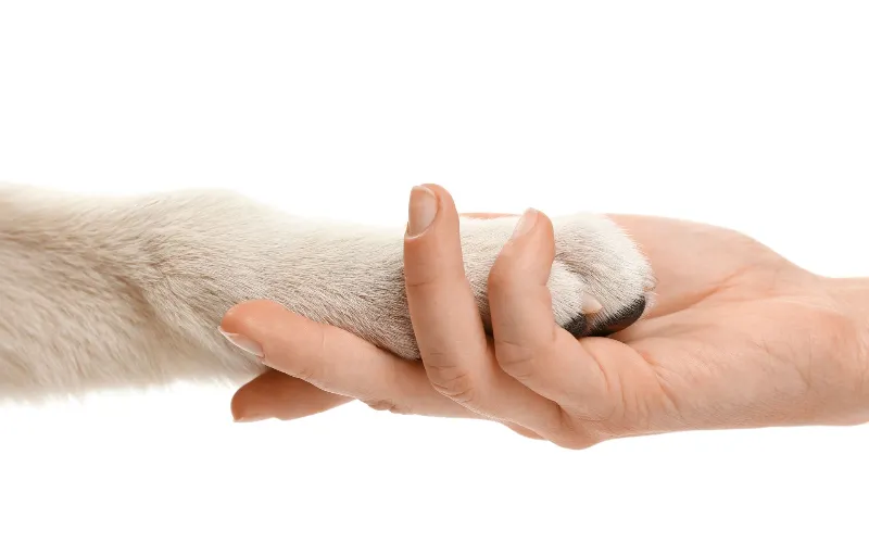 Pet owner holding pet's foot