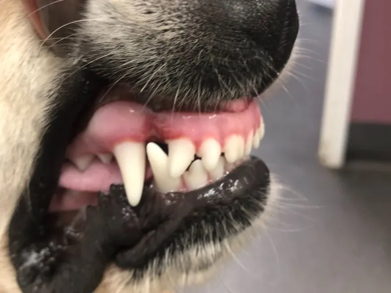 Finley close teeth