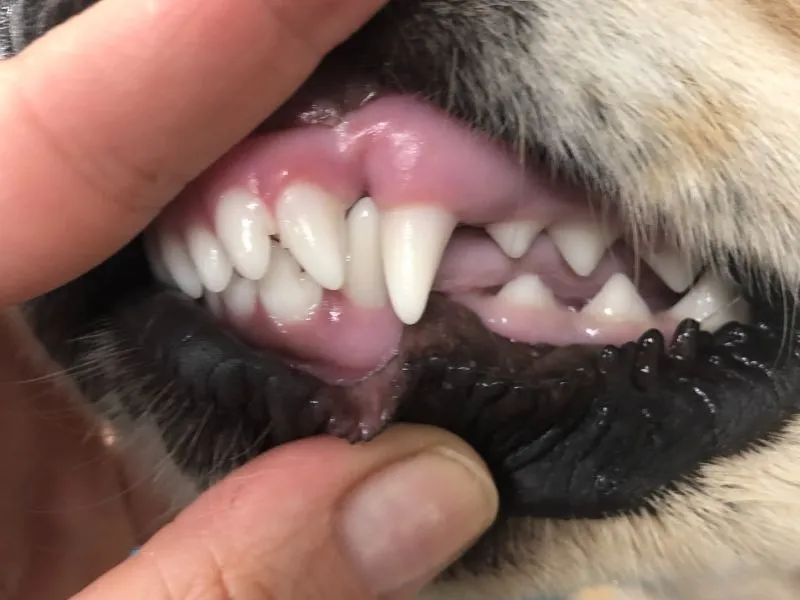 Finley's teeth before