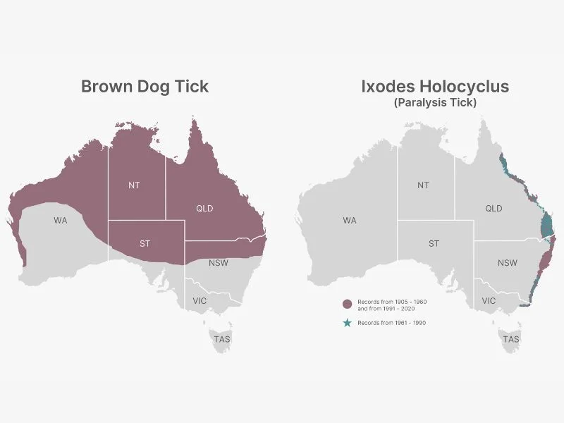 Map of Australia showing the distribution of the brown dog tick, highlighted in red across northern and central regions of the country, extending from Western Australia through Queensland and into northern New South Wales.