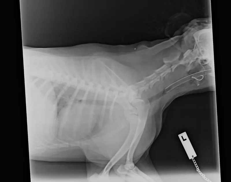 A picture of dog having x-ray