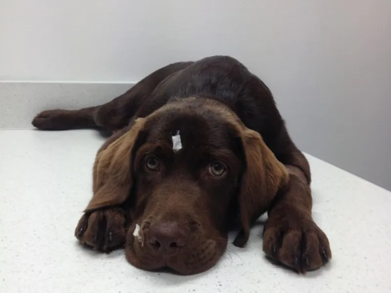 Dog resting in the bed