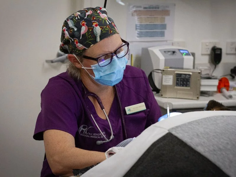 Veterinarian in the clinic