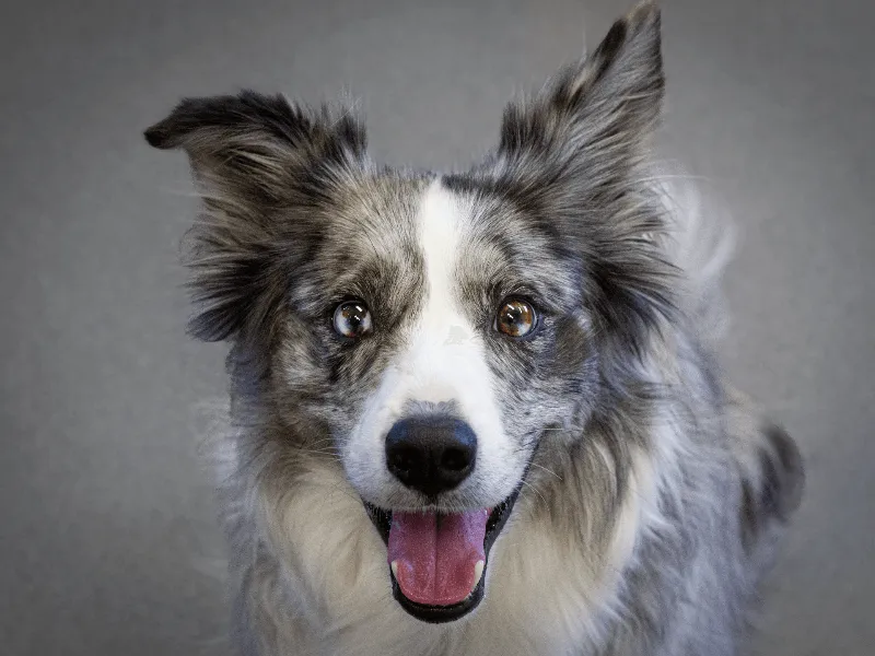 Close-up portrait of a grey and white dog with perked ears and tongue out against a neutral background.