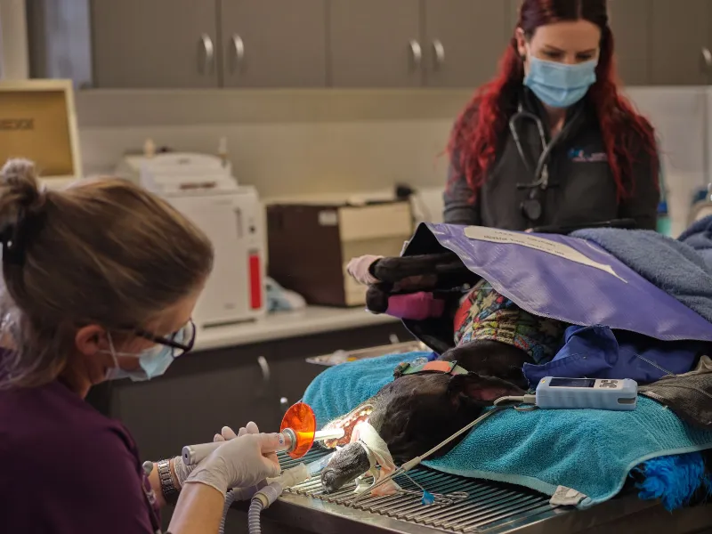 Two veterinary clinicians in masks perform a procedure on an animal lying on an operating table, draped in blue blankets and with medical equipment nearby.