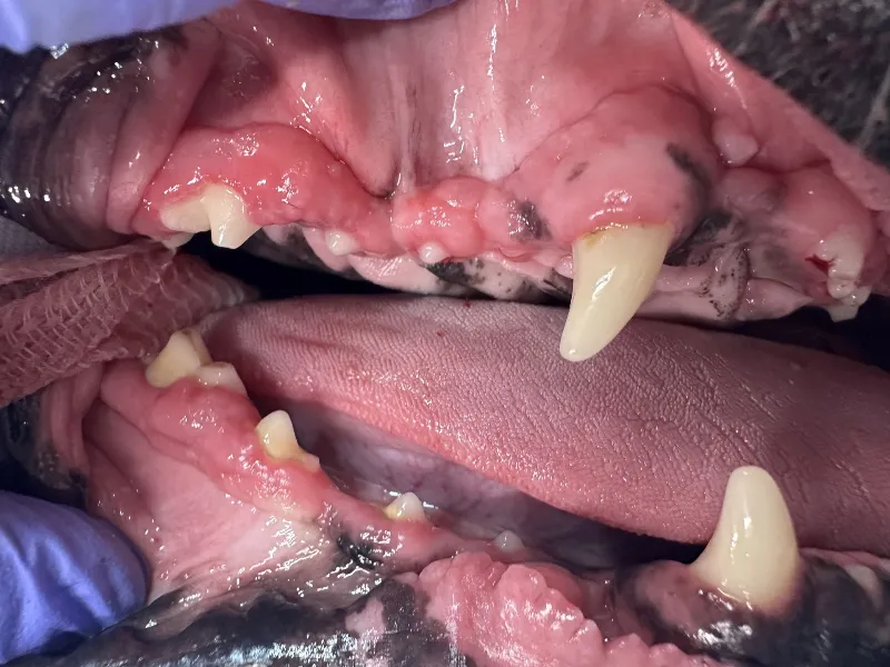 Close-up of a dog's open mouth showing inflamed, swollen gums and damaged teeth during a veterinary exam (gloved hand visible).