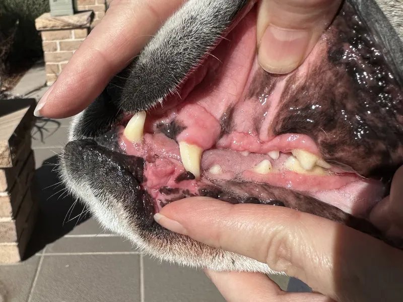 Close-up of a dog's mouth with exposed sharp canines and pink gums in detail.