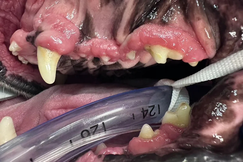 Dog under anesthesia with an endotracheal tube secured in its mouth during veterinary procedure.