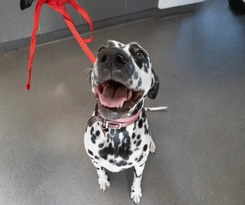 Dalmatian with pink collar sits indoors, looking up with a wide smile as a red leash dangles above.