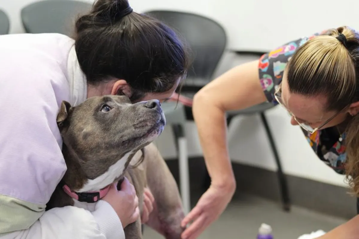 Veterinarian examining dog while owner holds it during clinic visit