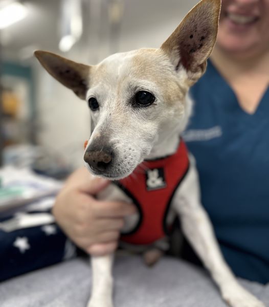 Senior Jack Russell prior to pet dental treatment