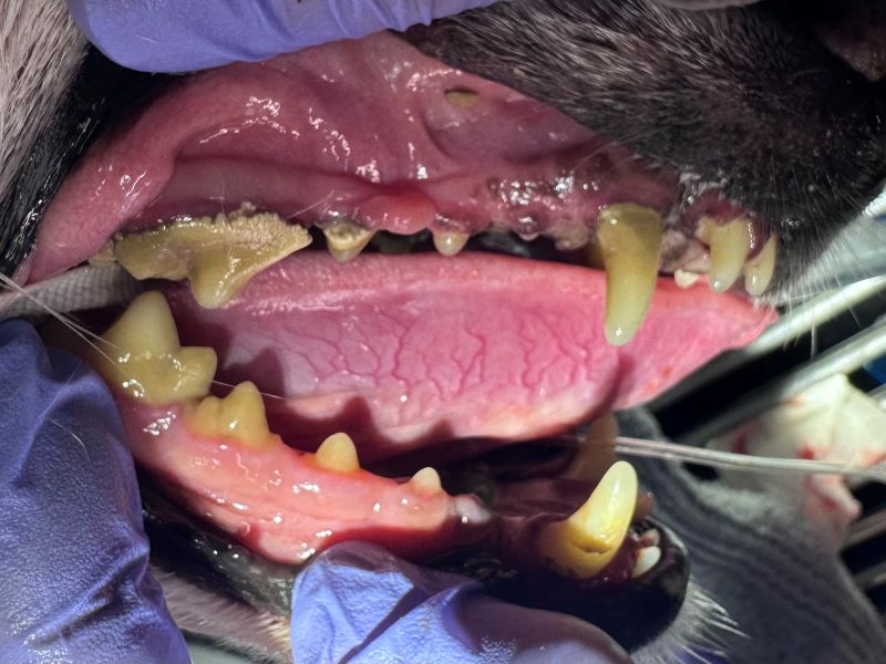 Senior pet having a pet dental examination under anaesthesia