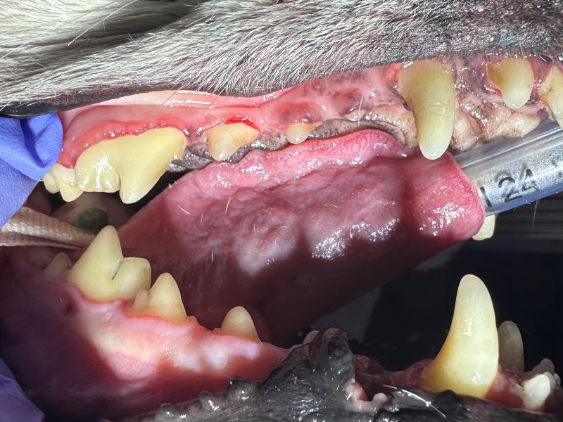 Senior pet under anaesthesia for dental exam and treatment at EAMC