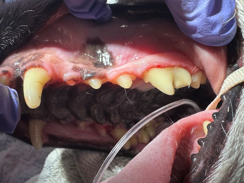 senior pet's clean teeth following dental treatment at EAMC