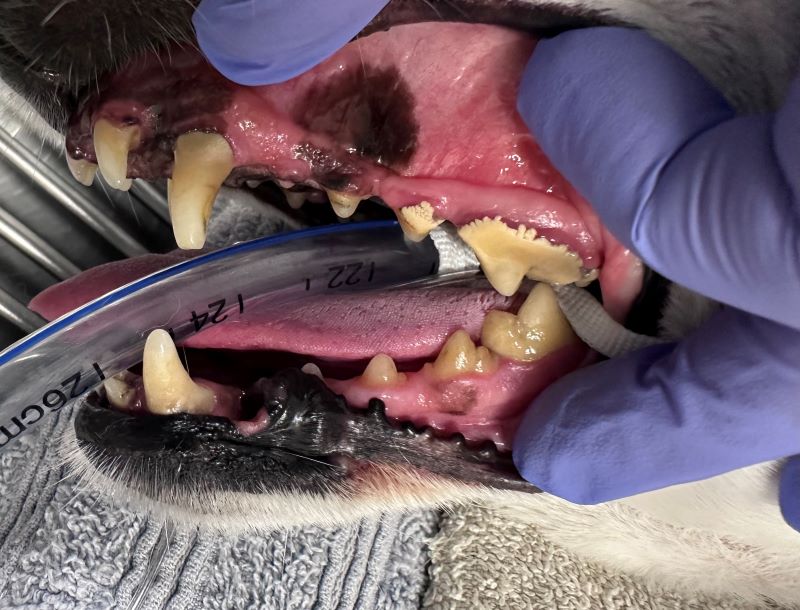 senior dog undergoing pet dental treatment at EAMC