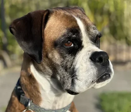 Close-up portrait of a brown and white Boxer dog wearing a collar, looking attentively outdoors.