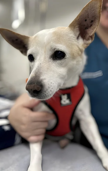 Close-up of a small cream-coloured dog wearing a red harness while being gently held during a veterinary visit.