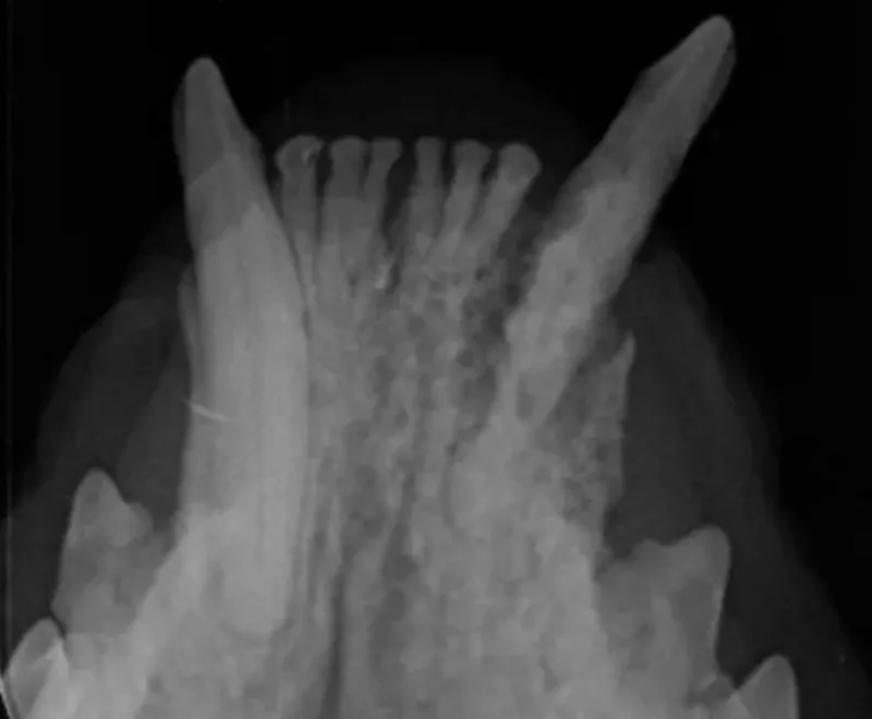 Dental X-ray showing a cat's upper jaw and teeth during a veterinary dental procedure.