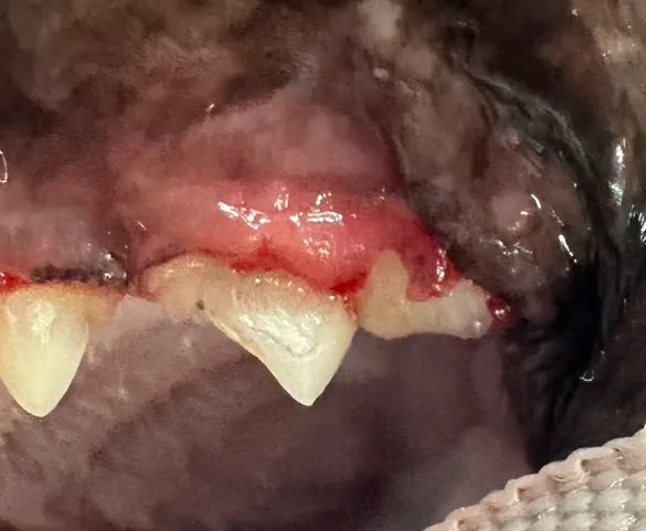 Advanced periodontal disease affecting Midnight's lower left canine tooth, showing gum inflammation and tooth extrusion before treatment.