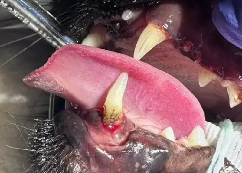 Close-up of a cat's mouth during a dental procedure showing an affected tooth before extraction.