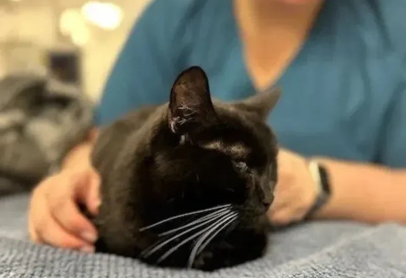 Black cat resting calmly on a blanket while being gently examined by a veterinary professional.