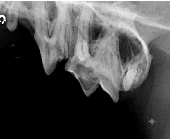 Dental X-ray of a dog's upper jaw showing the teeth, roots, and surrounding bone structures.