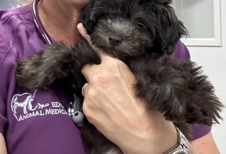 Nine-week-old Moodle puppy Aiko being held by a veterinarian during her first health check before treatment for dental malocclusion.