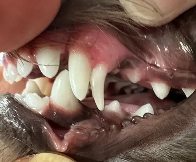 Close-up of Aiko's mouth showing retained deciduous teeth and dental malocclusion before treatment.