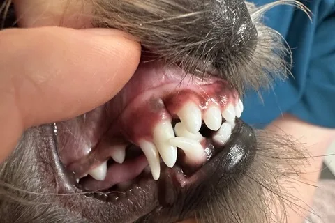 Close-up of Aiko's mouth showing improved canine alignment following treatment for dental malocclusion.