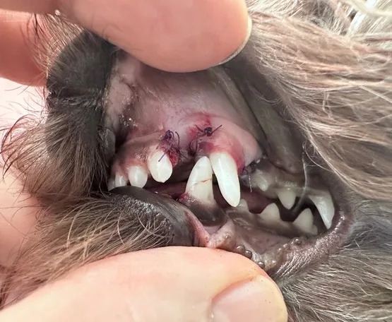 Post-operative close-up of Aiko's mouth showing additional space created for her canine teeth to move into a normal position.