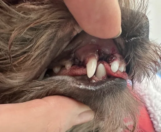 Post-operative view of Aiko's mouth showing improved tooth alignment after removal of retained deciduous teeth and selected incisors.