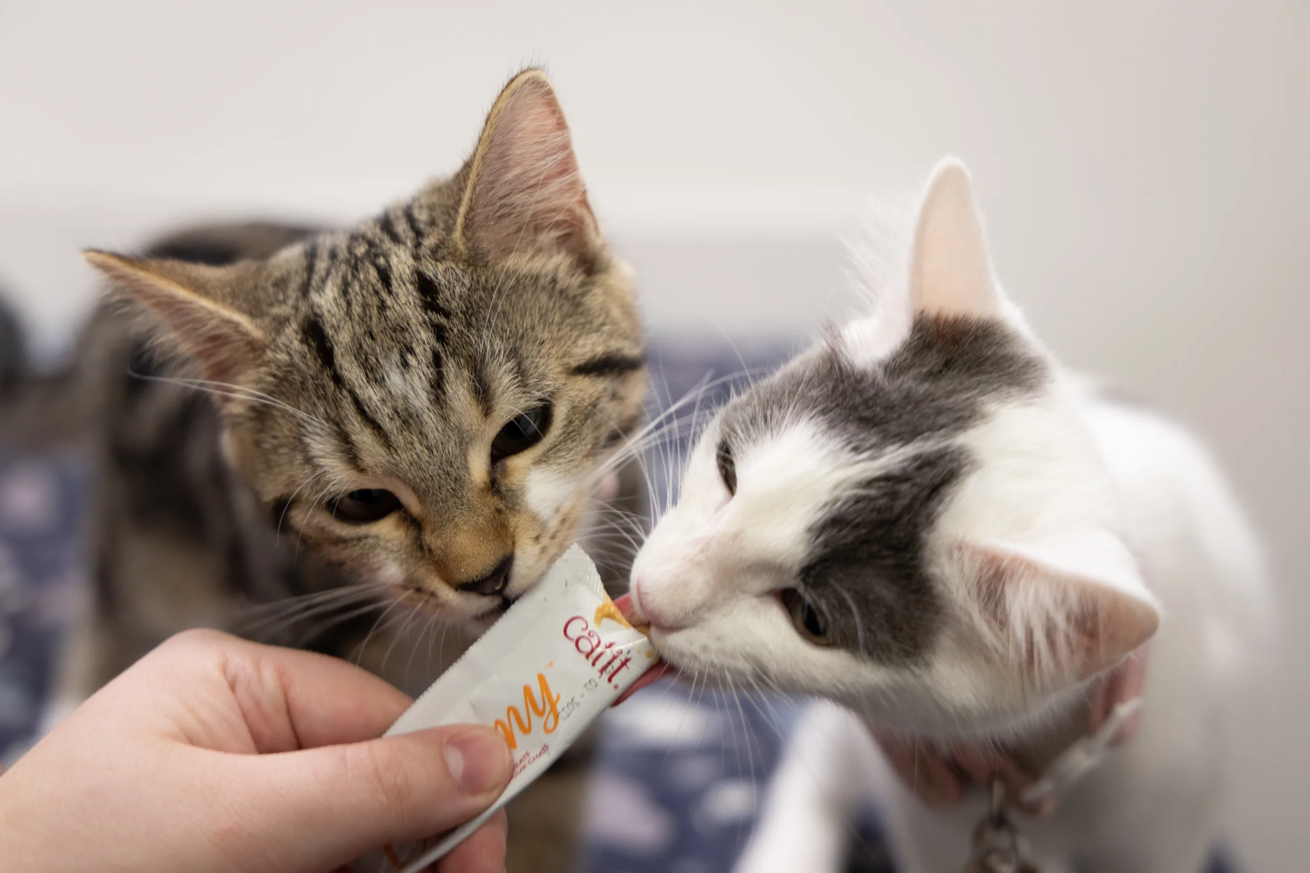 Two kittens eating a liquid cat treat from a tube