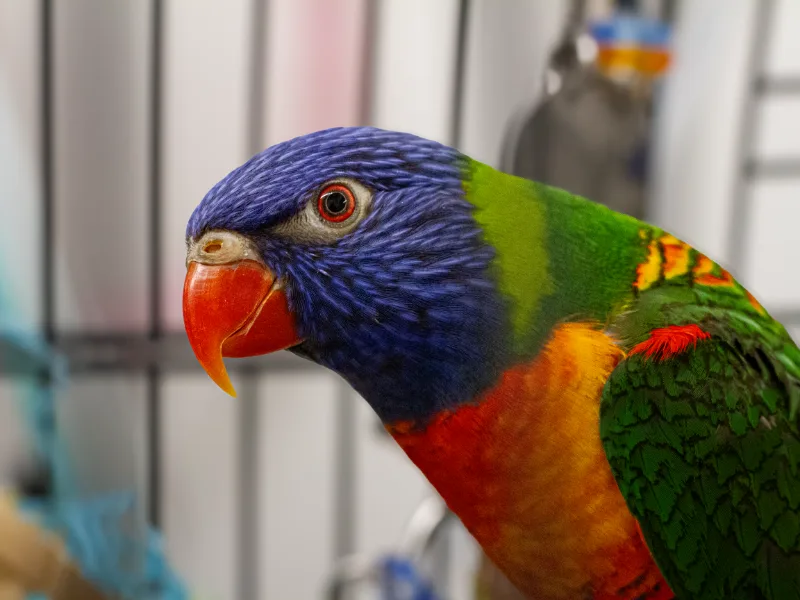 Rainbow lorikeet patient at Edgeworth Animal Medical Centre