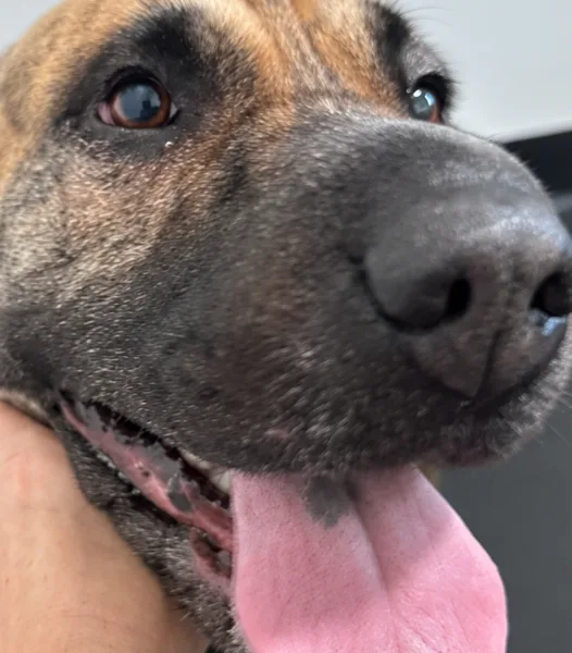 Post-op close-up of Luna after surgery for entropion in dogs.