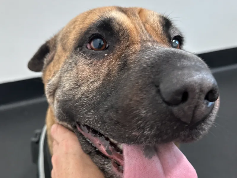 Post-op close-up of Luna after surgery for entropion in dogs.