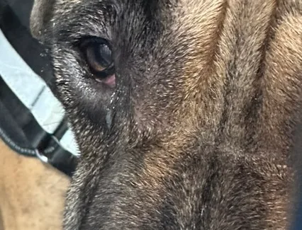 Close-up of Luna's eye and muzzle showing discharge at the inner corner.