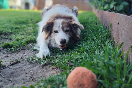 Brown and white dog crouched in the grass looking intently at an orange ball in the foreground.