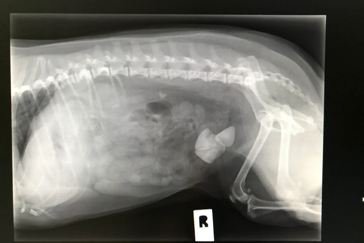 Lateral abdominal X-ray of dog showing dense radiopaque stones or foreign objects in the lower abdomen/bladder.