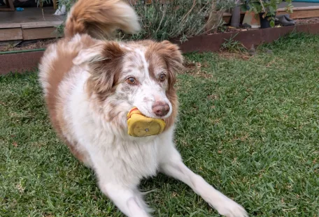 Brown and white dog holding a yellow toy in its mouth on a green lawn.